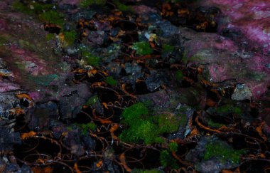 Yay, yosun ve çok renkli küflü antika döşekler.