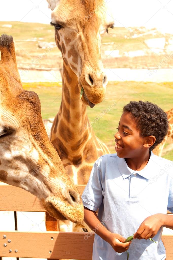 Young boy feeding giraffes at the zoo.