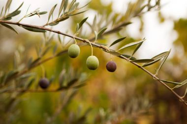 yeşil zeytin dalı.