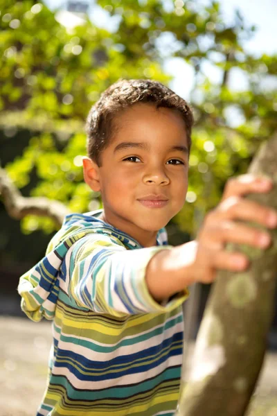 Little boy playing in a tree. — Stock Photo, Image
