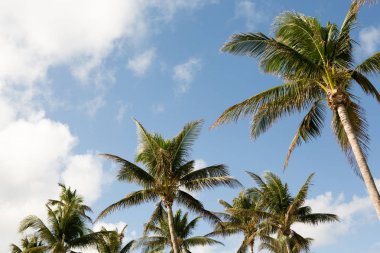Palmiye ağaçları ve mavi göklerin.