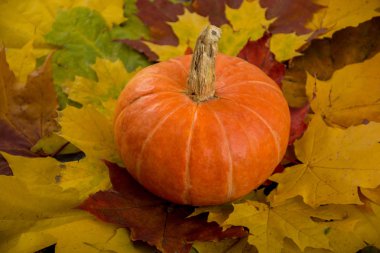 kabak ve yaprakları