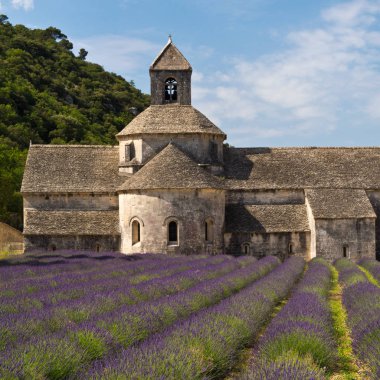Senanque Abbey and lavender field , Provence, France clipart