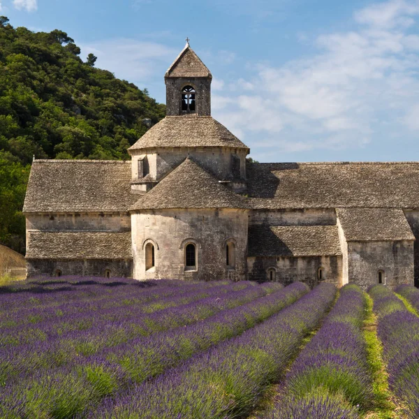 Senanque Abbey ve lavanta alan, Provence, Fransa