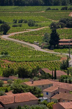 Provencal vineyard , Chateauneuf du Pape,France