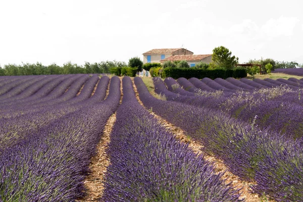 Lavender field and house
