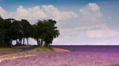 Roude la lavande, Provence, Fransa