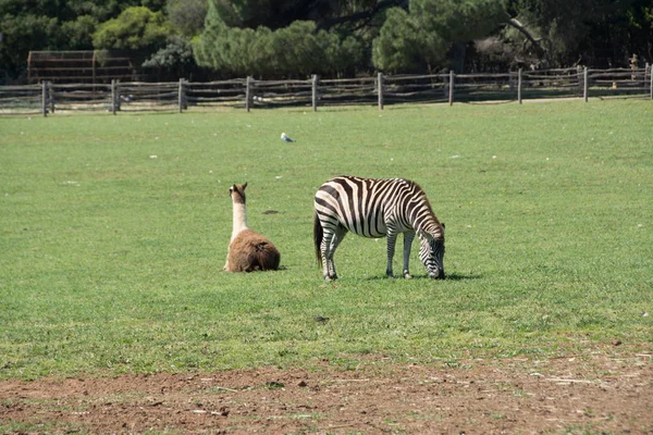 Llama και ζέβρα — Φωτογραφία Αρχείου