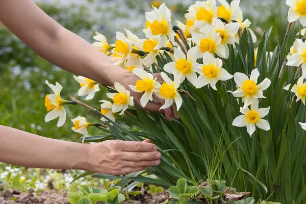 hands picking narcissus flowers
