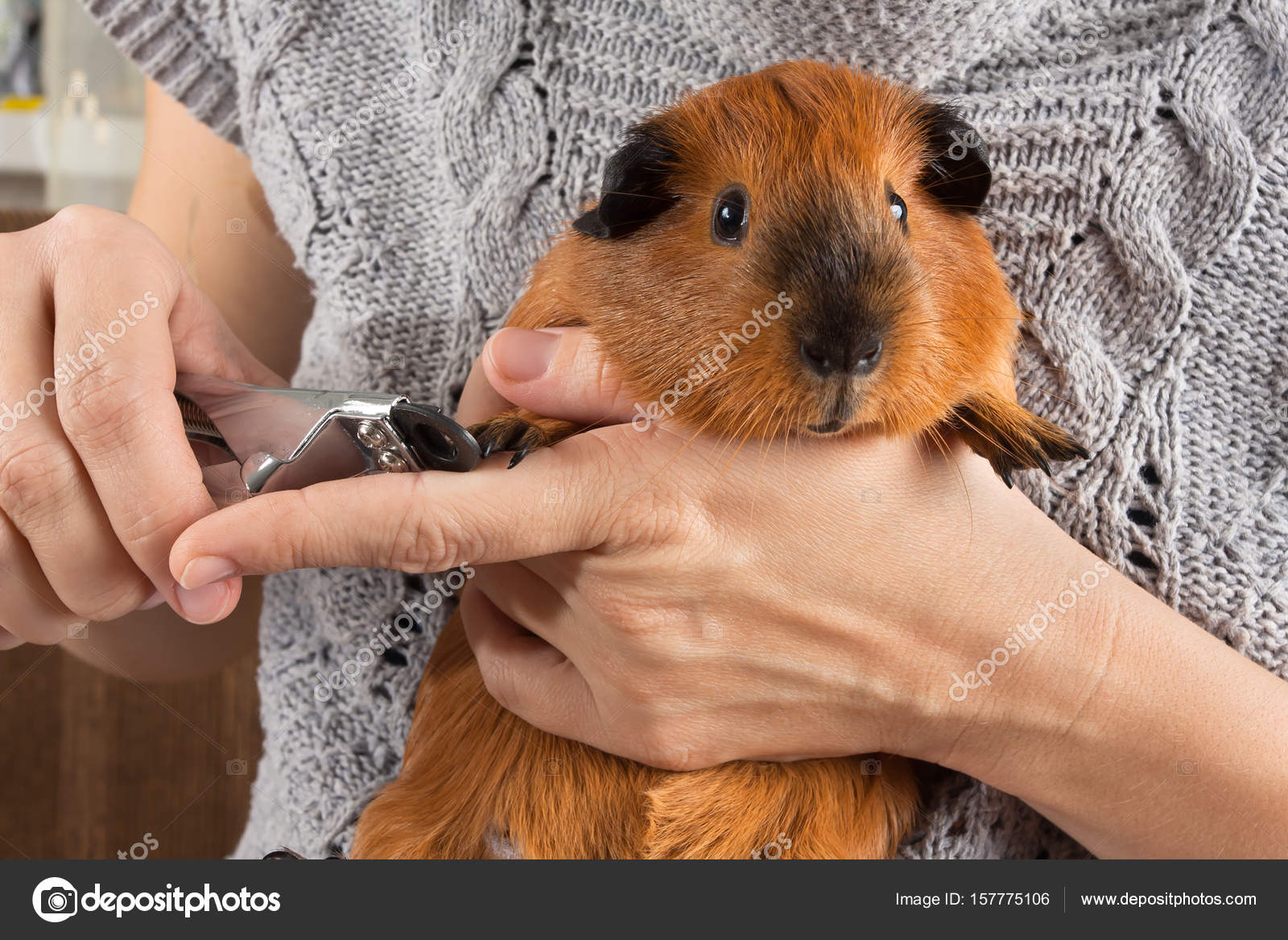 Guinea Pig Nail Trimming in Colorado Springs - wide 4