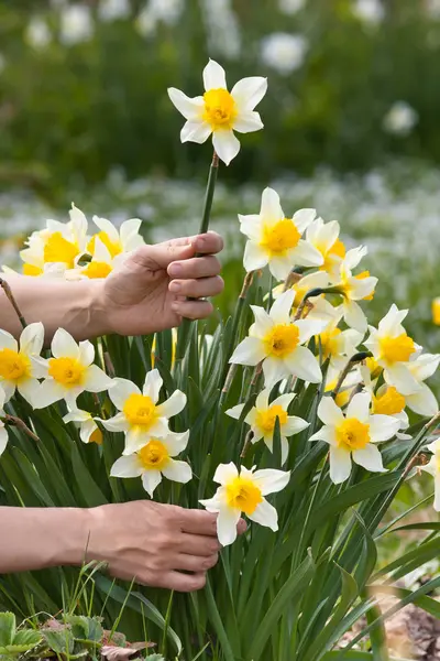 hands picking narcissus flower for bouquet
