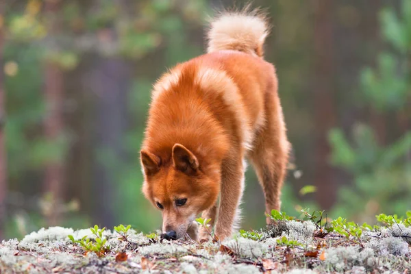 finnish spitz sniffing traces of animals