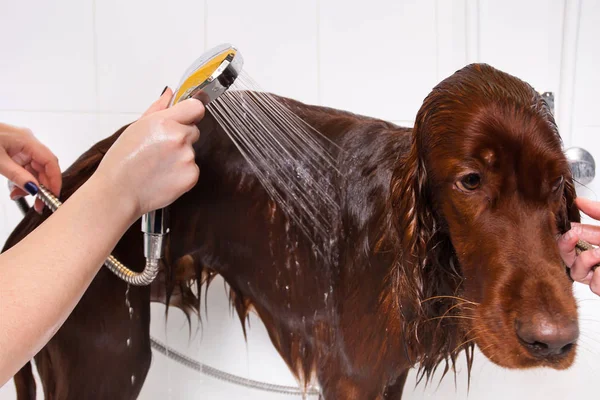 hands of groomer washing dog