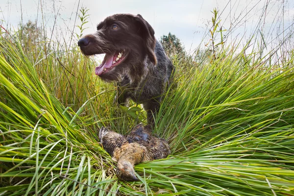 Hunting dog found in the grass downed hen — Stock Image Hunting dog found in the grass downed hen Royalty Free Stock Photos