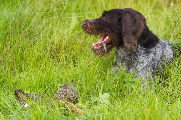 hunting dog waiting for the owner next to the downed grouse