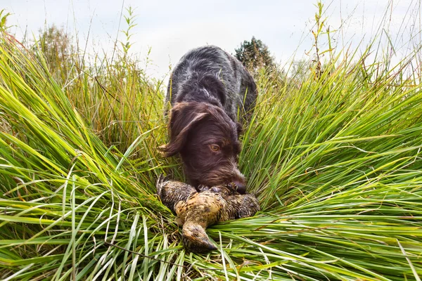 A hunting dog takes a downed grouse in its teeth — Stock Image A hunting dog takes a downed grouse in its teeth Stock Picture