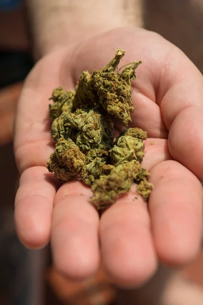 Manliga Handhållna Knoppar Medicinsk Marijuana — Stockfoto