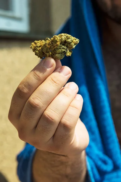 Main Mâle Tenant Des Bourgeons Marijuana Médicale — Photo