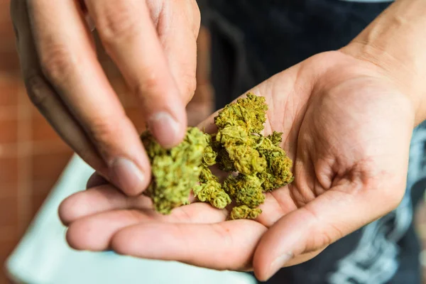 Manliga Handhållna Knoppar Medicinsk Marijuana — Stockfoto