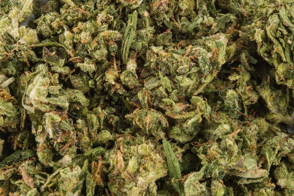 Primer Plano Brotes Marihuana Medicinal Sobre Fondo Blanco — Foto de Stock