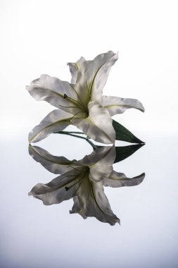 Süsleme yapay zambak üzerinde koyu parlak masa beyaz arkaplan