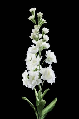 Siyah arkaplanda suni çiçek