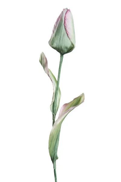Tulipa Artificial Fundo Branco — Fotografia de Stock