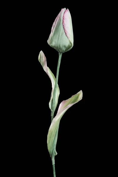 Tulipa Artificial Sobre Fundo Preto — Fotografia de Stock