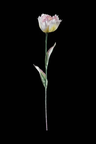 Tulipe Éponge Artificielle Sur Fond Noir — Photo
