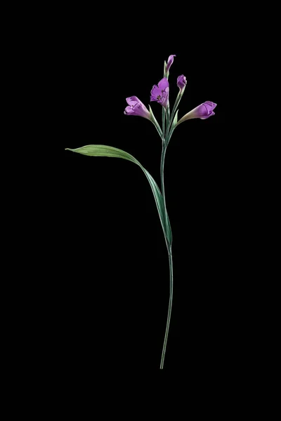 Flor Artificial Sobre Fondo Negro — Foto de Stock