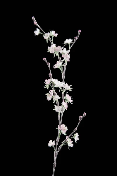 Siyah Arkaplanda Suni Çiçek — Stok fotoğraf