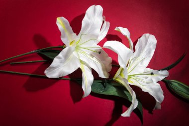 Kırmızı arkaplanda Yapay Zambaklar