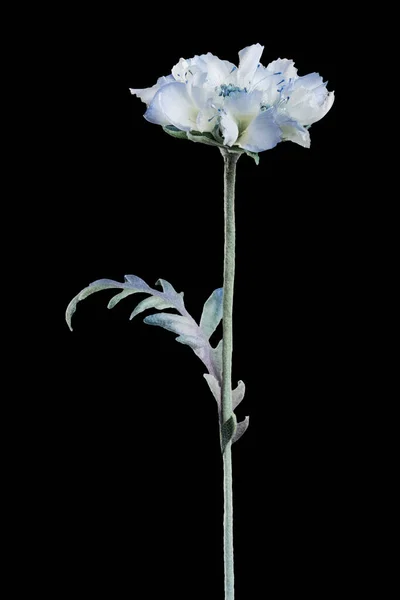 Flor Sarna Artificial Sobre Fondo Negro — Foto de Stock