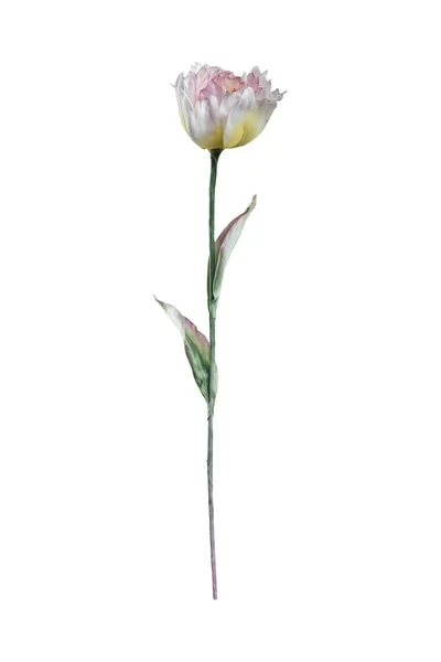Artificial Terry Tulip White Background — Stock Photo, Image