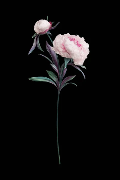 Pivoines Artificielles Sur Fond Noir — Photo