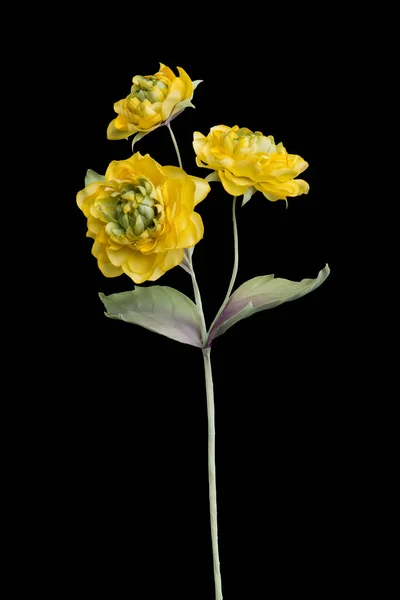 Konstgjord Heliopsis Blomma Svart Bakgrund — Stockfoto