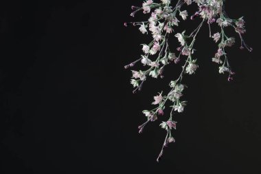 Siyah arkaplanda suni çiçek