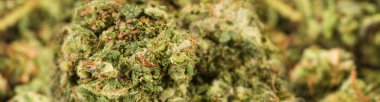 Tıbbi marihuana veya esrar, panoramik görüntü.
