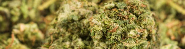 Medicinsk Marijuana Eller Cannabis Panoramabild — Stockfoto