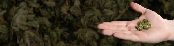 Medicinsk Marijuana Eller Cannabis Mörkt Område För Text Panoramabild — Stockfoto