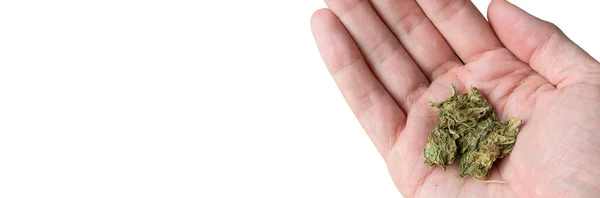 Mão Masculina Segurando Maconha Medicinal Fundo Branco Imagem Panorâmica — Fotografia de Stock