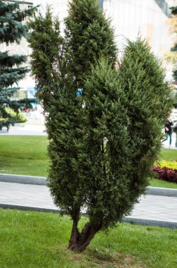 Parkta yüksek mazı