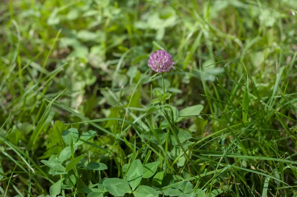 Fiore di trifoglio su sfondo verde — Foto Stock