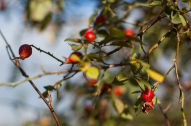 Yeşil karşı birkaç kalça
