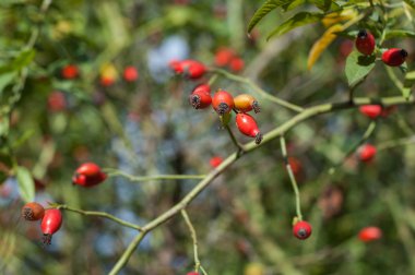 Yeşil karşı birkaç kalça
