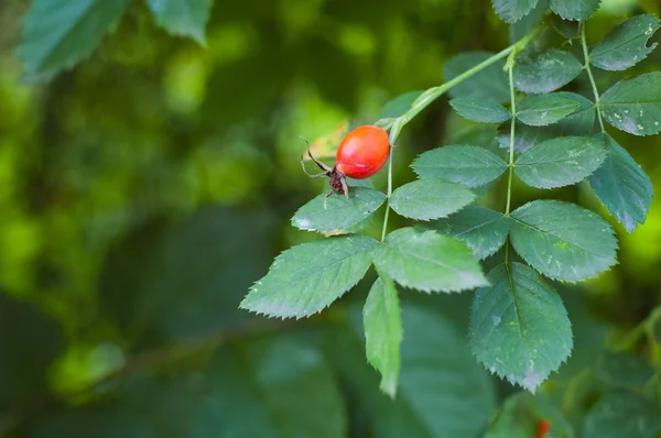 Verschillende heupen tegen het groen — Stockfoto