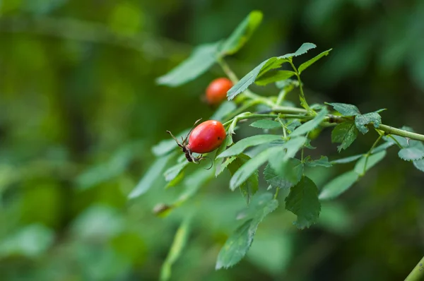 Mehrere Hüften gegen das Grün — Stockfoto