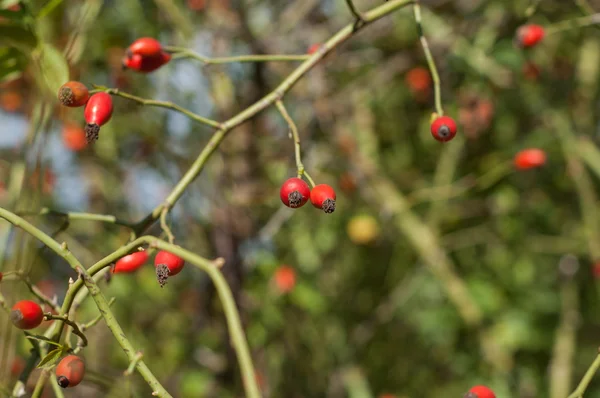 Beberapa pinggul melawan hijau — Stok Foto