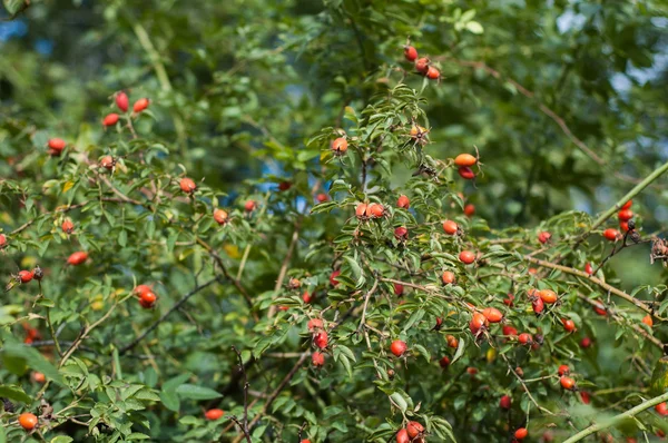 Several hips against the green — Stock Photo, Image