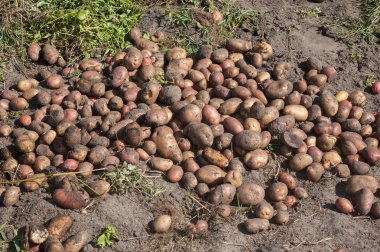 Kazılan ve patates toplanan